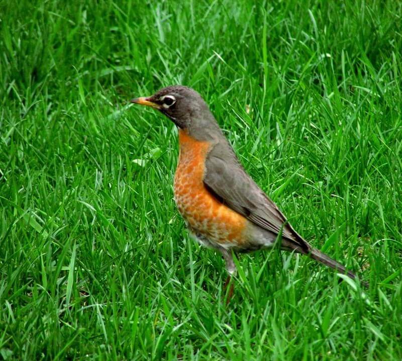 The American Robin is the state bird of Connecticut