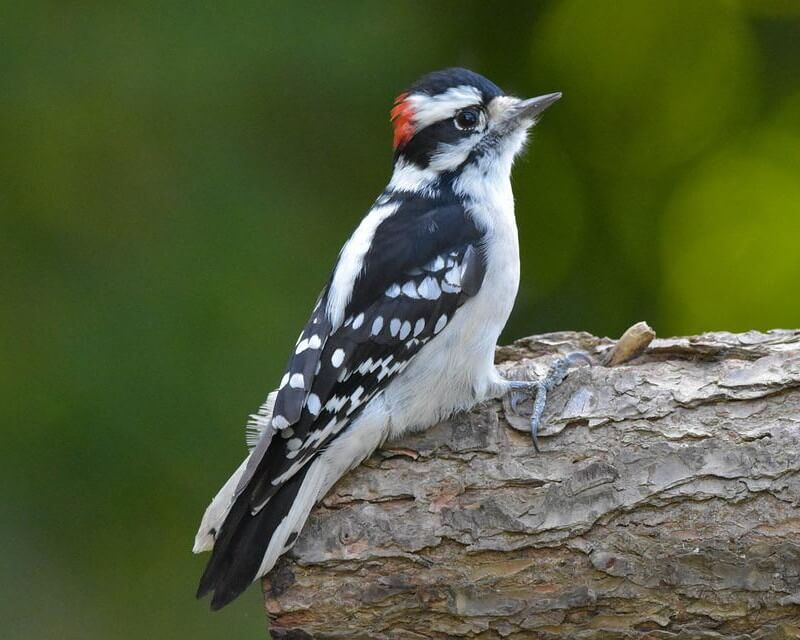 downy woodpecker on a branch