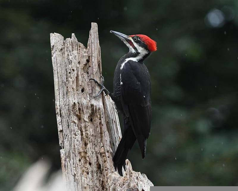 pileated woodpecker on a dead tree