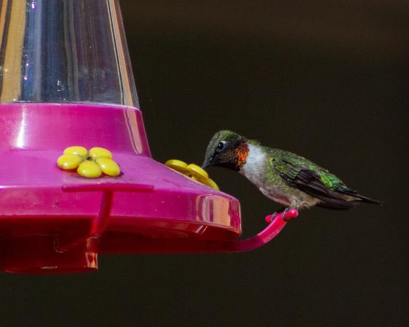 Ruby-throated hummingbird at a feeder
