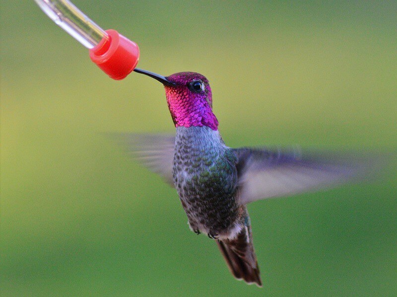 anna's hummingbird at a feeder