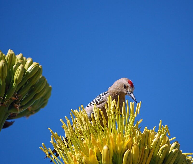 Gila woodpecker at a cactus