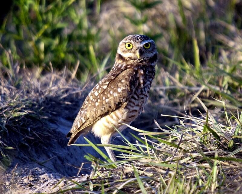 burrowing owl on the ground