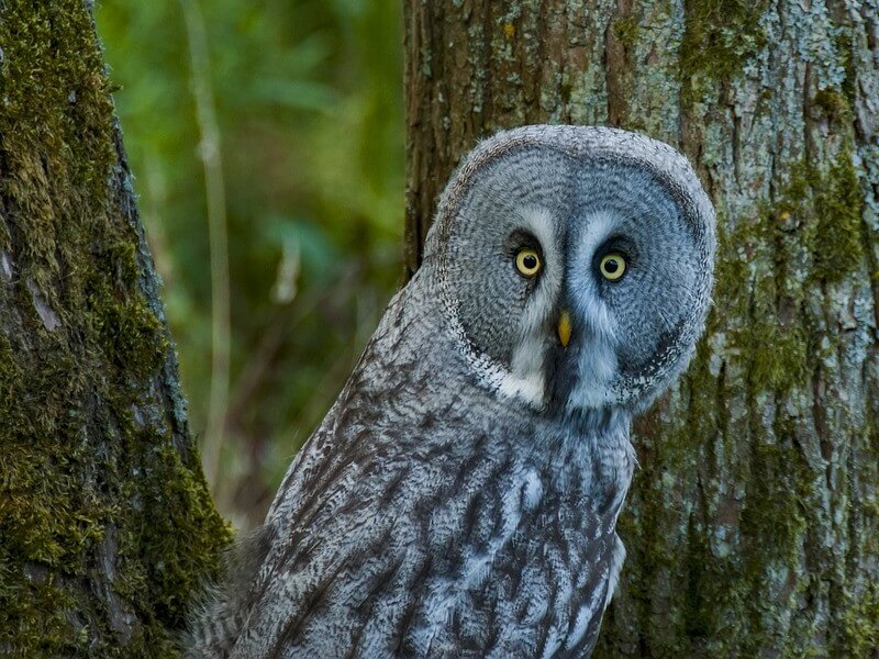 great grey owl in a tree