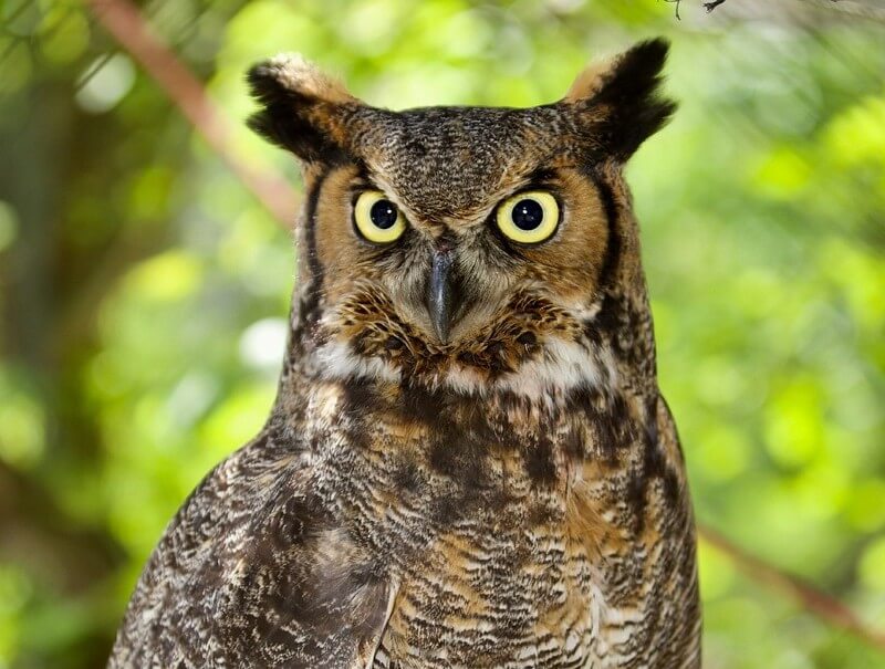 great horned owl up close