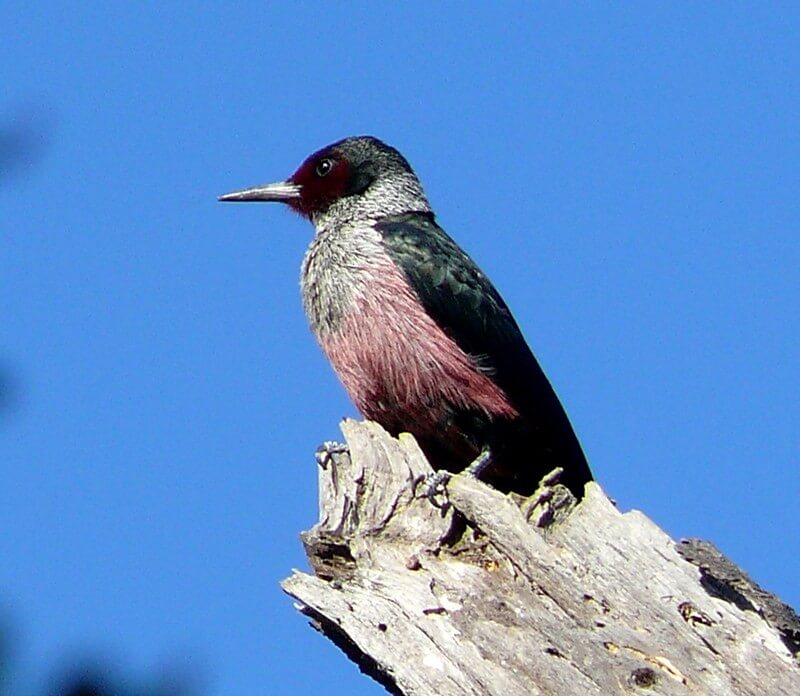 lewis's woodpecker on a dead tree