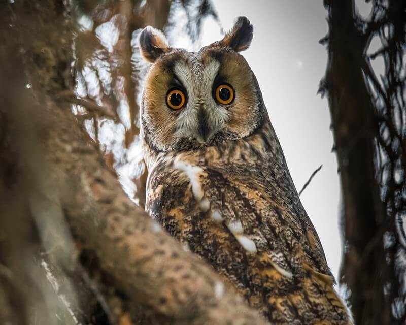 long eared owl in a tree