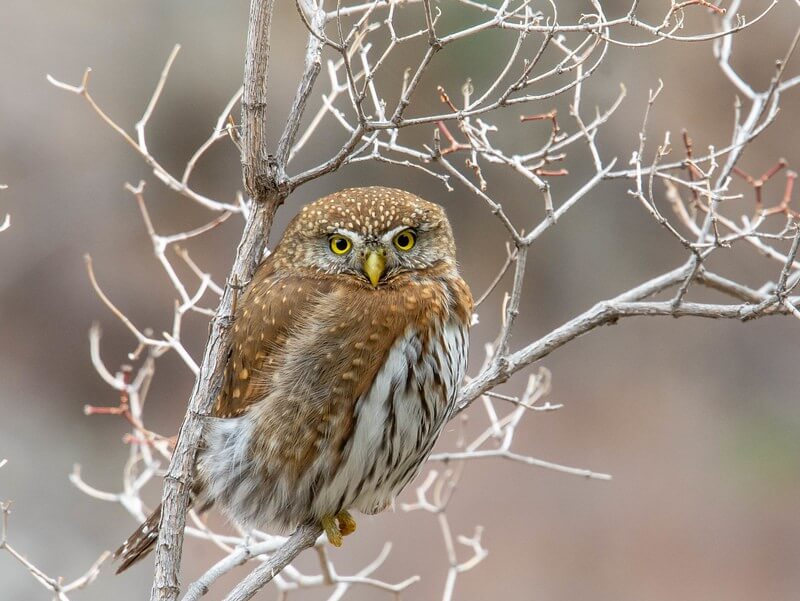 northern pygmy owl in a tree