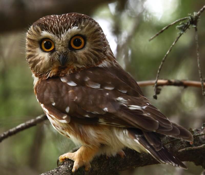 northern saw whet owl in a tree