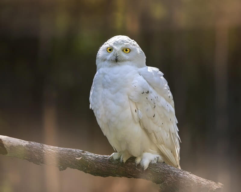 snowy owl on a branch