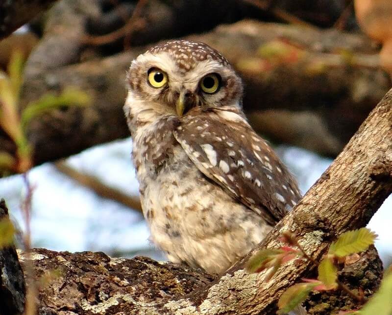 spotted owl in a tree