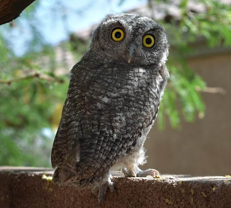 western screech owl up close