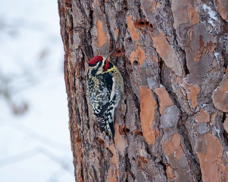 yellow bellied sapsucker on a tree