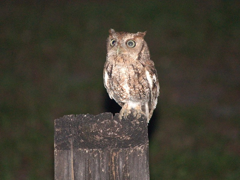 eastern screech owl on a fence post