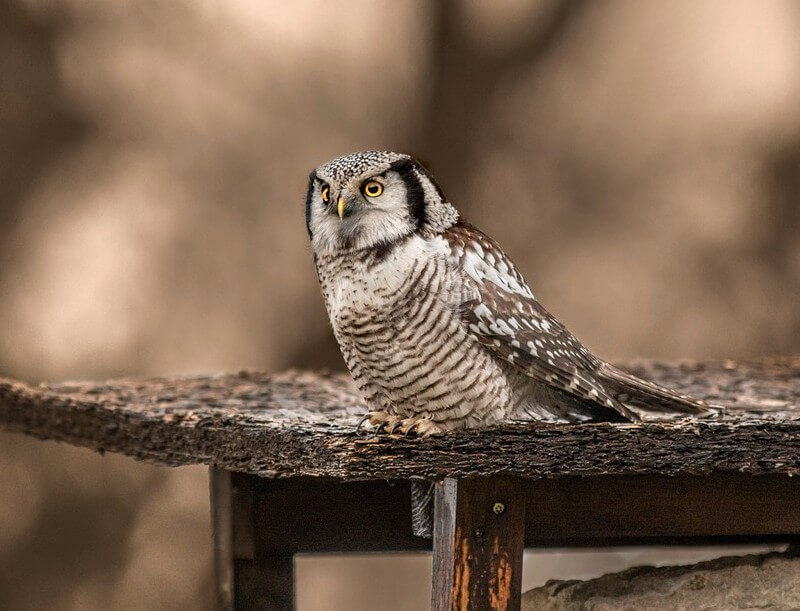 northern hawk owl on a table