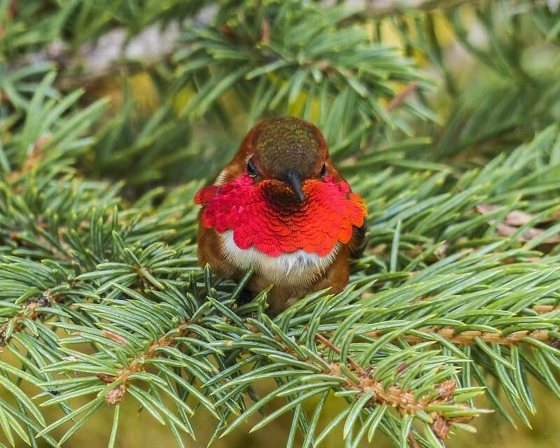 Allen's Hummingbird in a tree