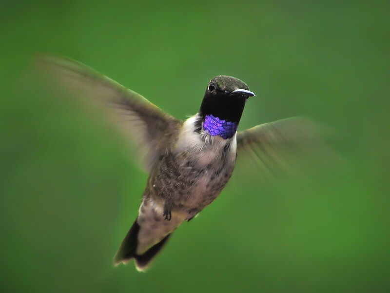 black-chinned hummingbird flying