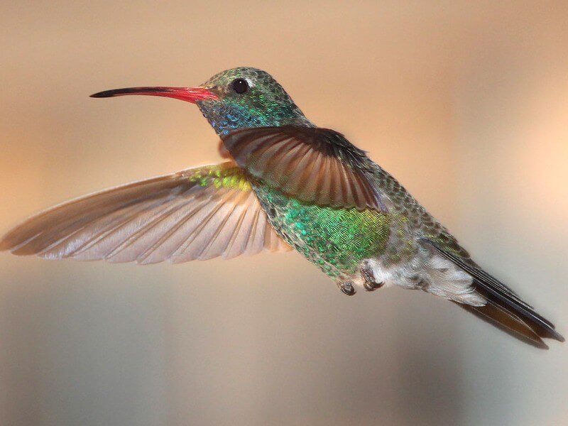 broad billed hummingbird flying in midair