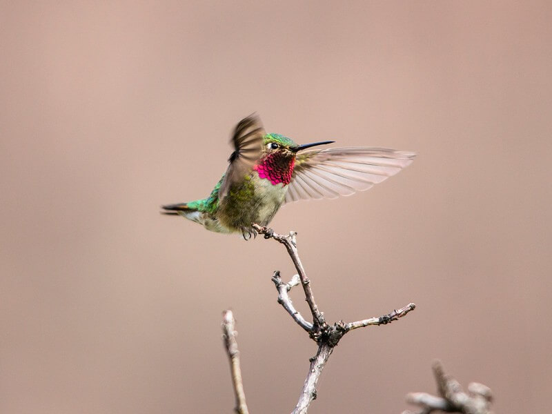 broad-tailed hummingbird on a branch
