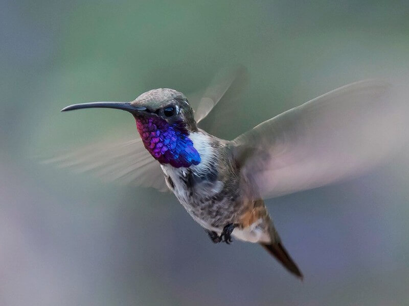 lucifer hummingbird flying