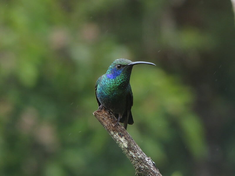 mexican violetear on a branch