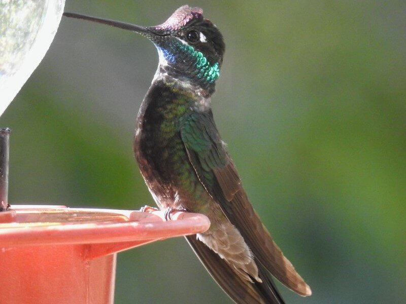 Rivoli's hummingbird at a feeder