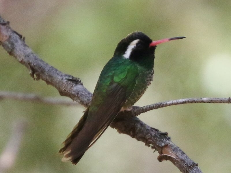 white-eared hummingbird on a branch