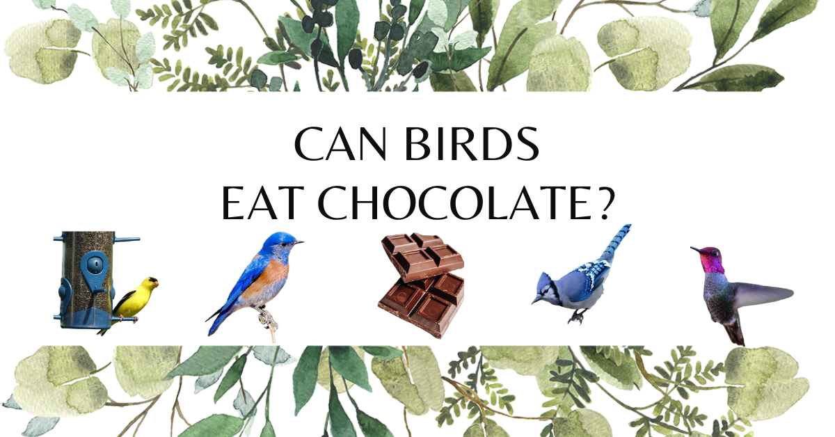 Can birds eat chocolate