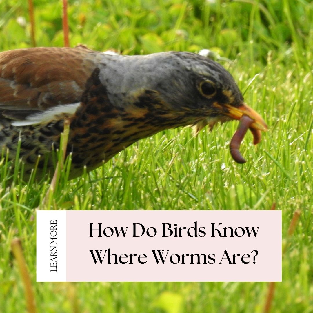 how do birds know where worms are
