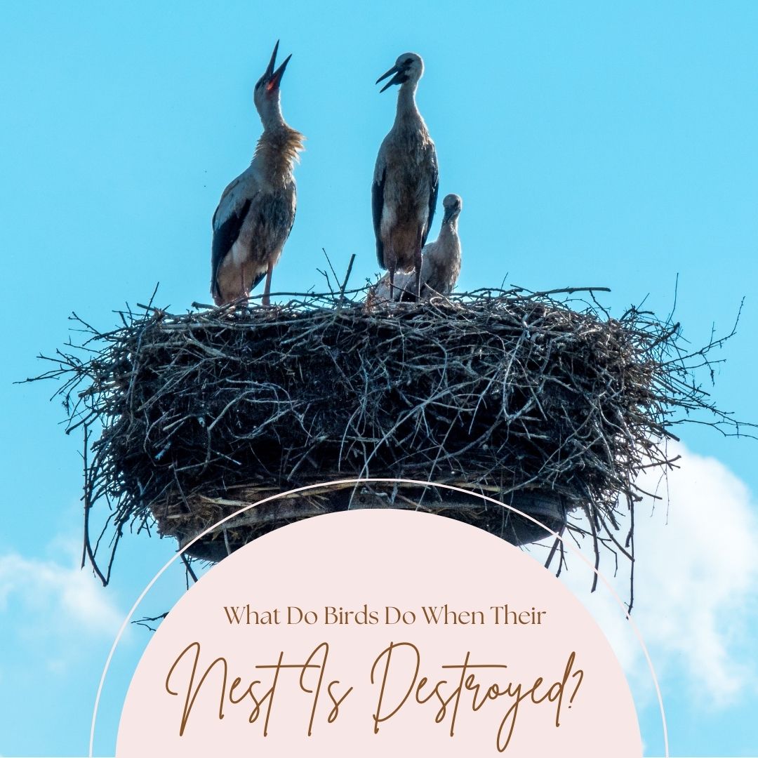 what do birds do when their nest is destroyed