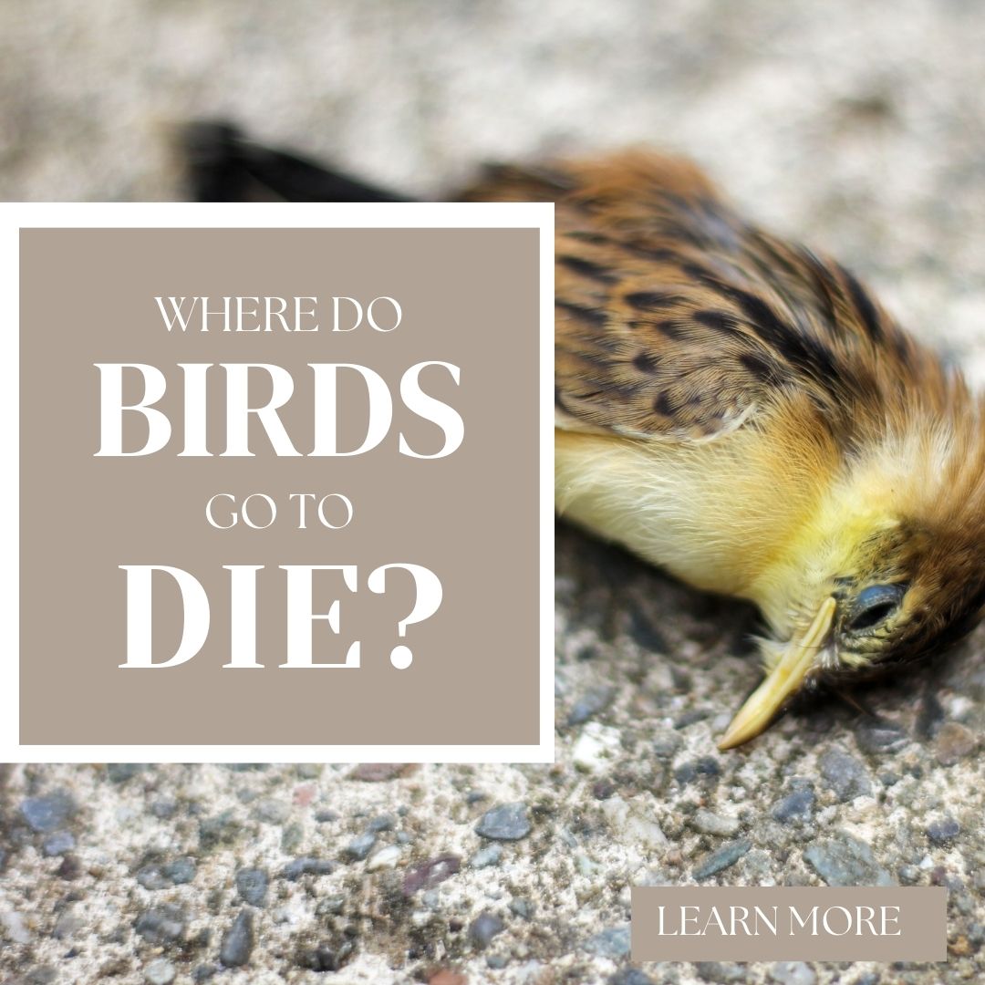where do birds go to die