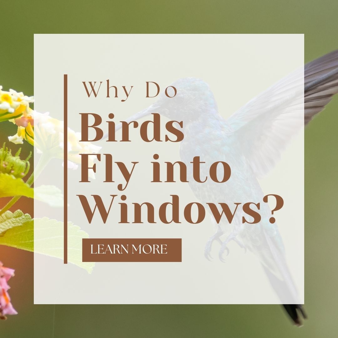 why do birds fly into windows