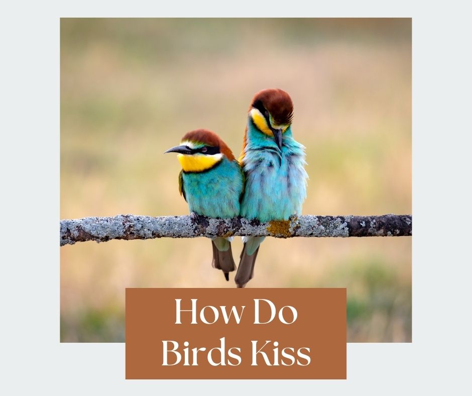 how do birds kiss