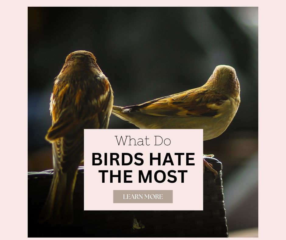 what do birds hate the most