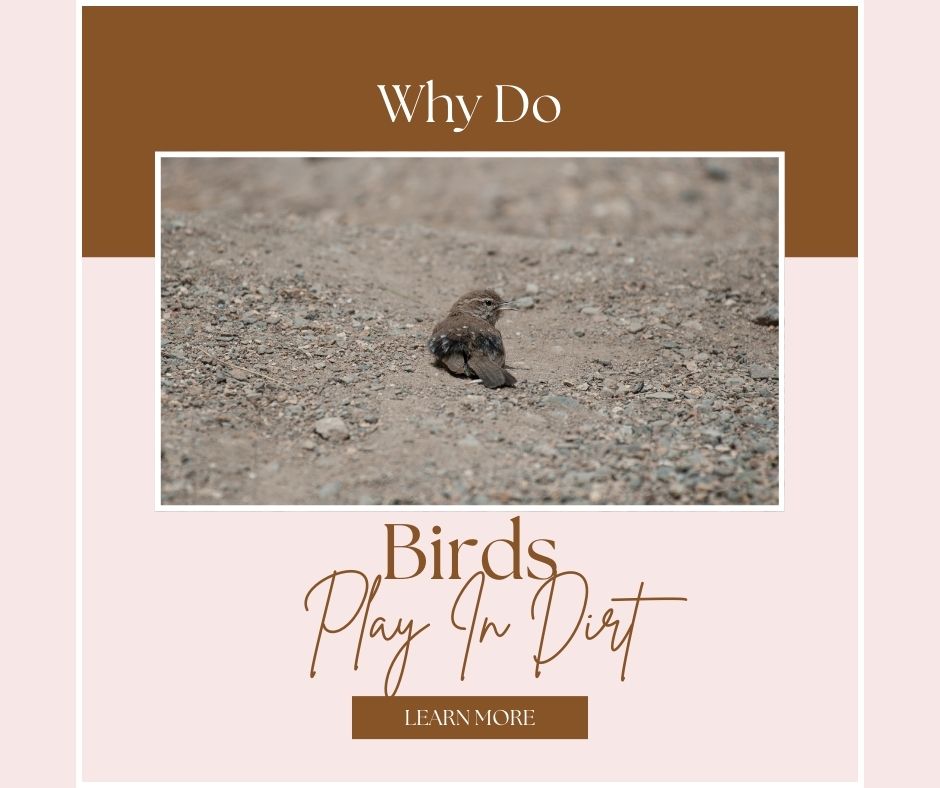 why do birds play in dirt
