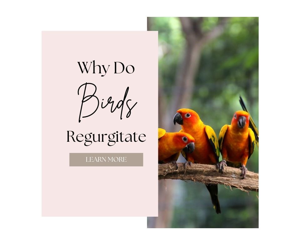 why do birds regurgitate
