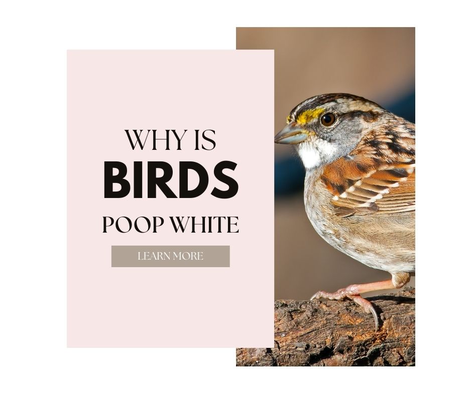 why is birds poop white