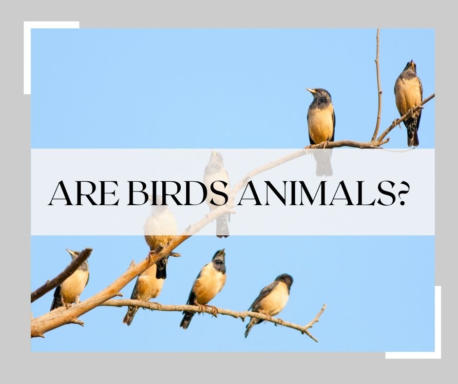 are birds animals