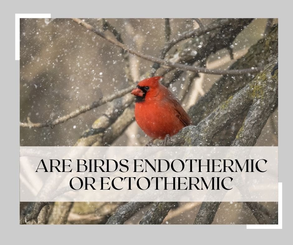 are birds endothermic or ectothermic