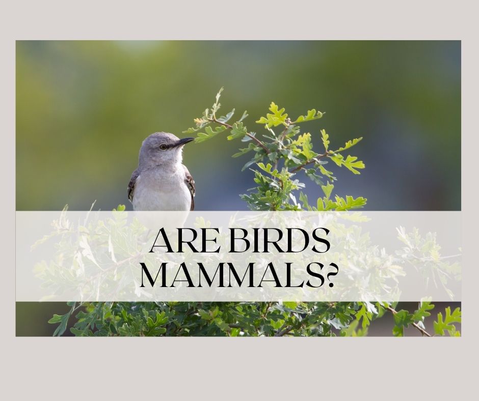 are birds mammals