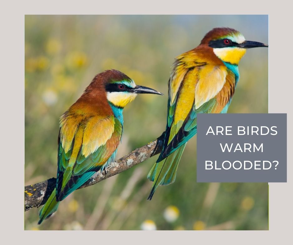 are birds warm blooded