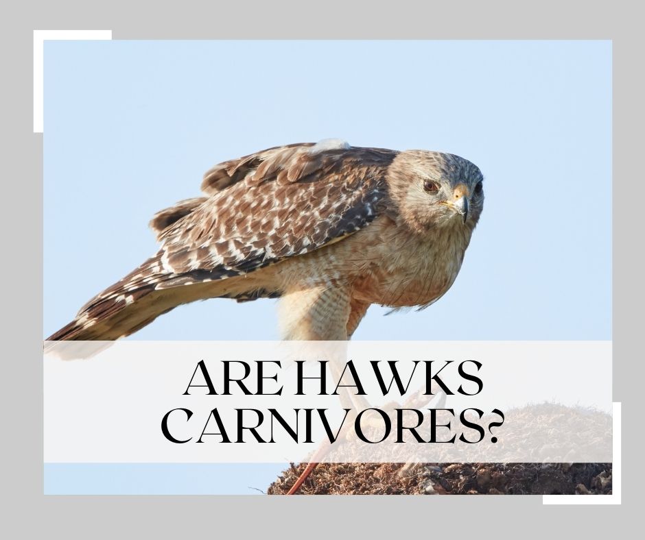 are hawks carnivores