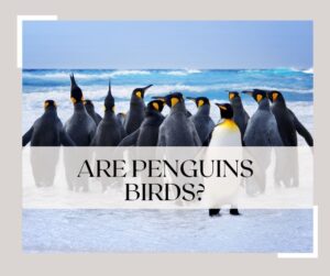 are penguins birds