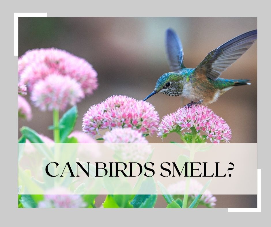 can birds smell