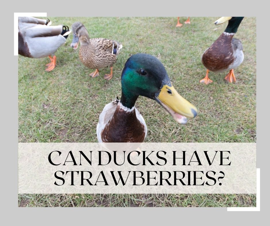 can ducks have strawberries