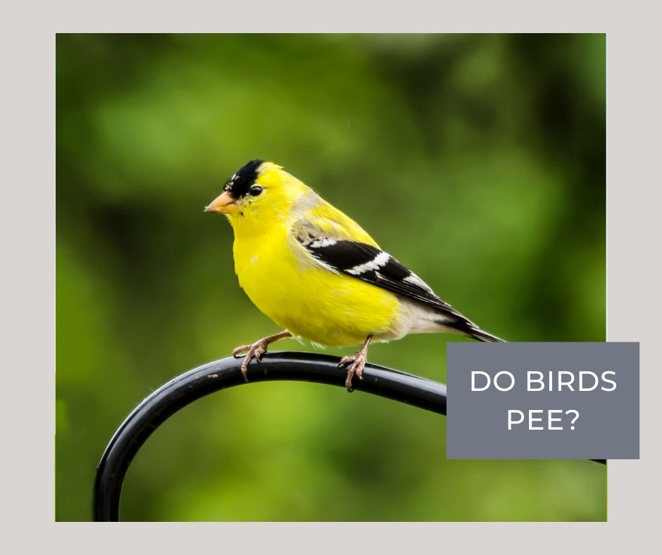 do birds pee