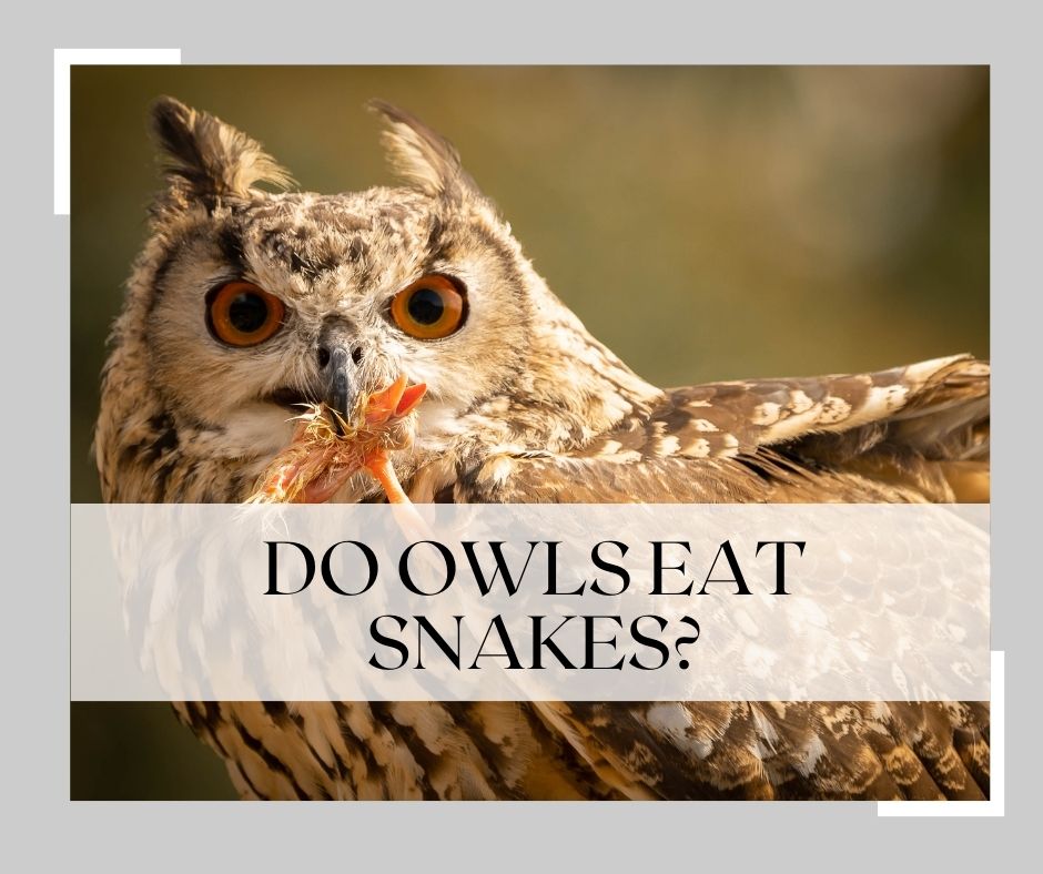 do owls eat snakes