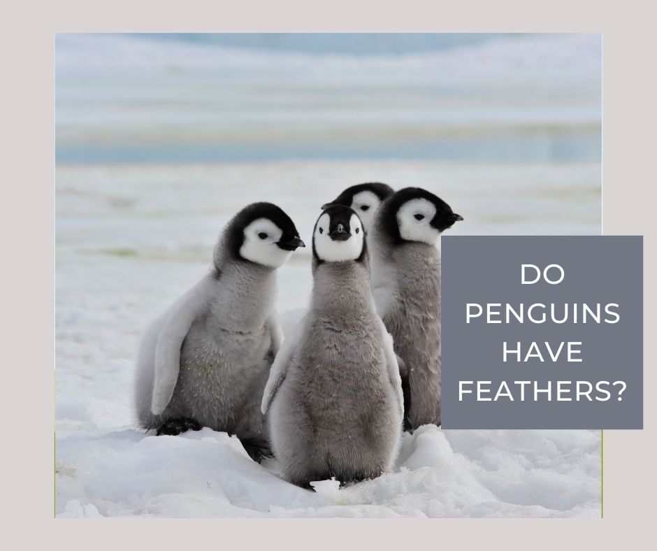 do penguins have feathers