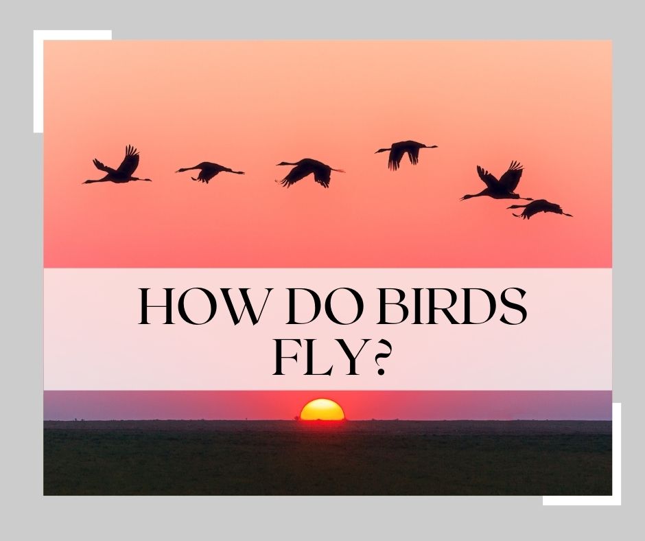 how do birds fly
