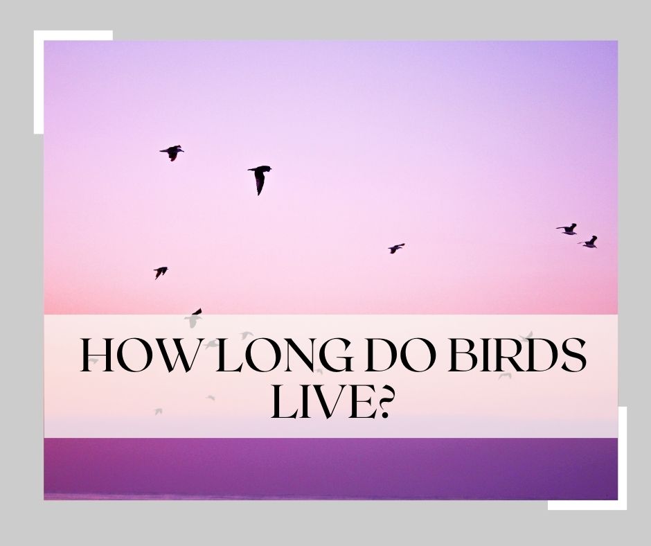 how long do birds live